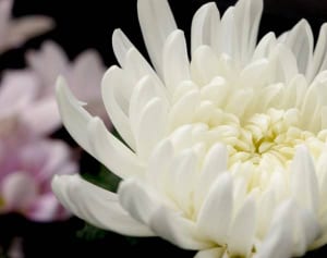 俳優の出光元さん、肺腺がんで死去　享年82歳