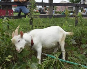 公園除草にヤギ奔走　2頭の名前公募も　横浜市