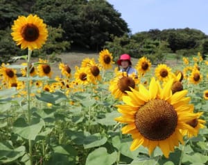2万本のヒマワリ満開　横須賀・観音崎公園