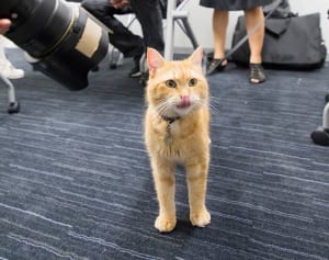 世界的スター猫・ボブ、来日密着で見せた堂々ぶり！