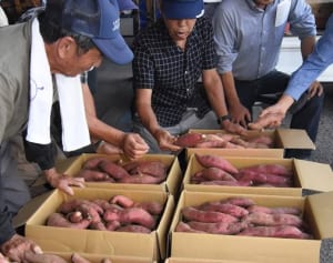 「栗にも勝る」芋、出荷　平塚市