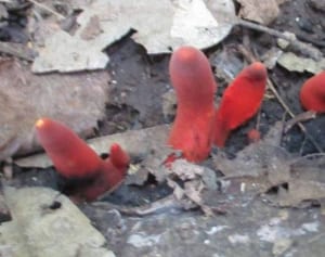 相模原市の公園に毒キノコ