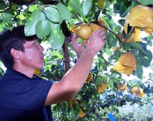 甘み十分「多摩川梨」川崎市