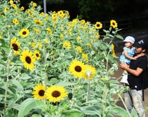 ヒマワリ1カ月遅れで　横須賀