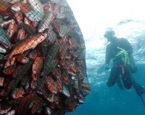 沖縄県産グルクン激減　潜り手不足で食卓に届かず　水揚げ拠点 宮古・伊良部