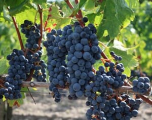 疲労回復、がん予防…ぶどうのスゴイ健康効果