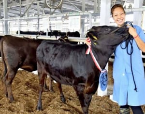 畜産女子「今がハッピー」　名古屋出身の柴田奈純さん、牛に魅せられ沖縄移住