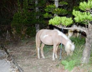 ポニー５頭“深夜徘徊”　八重瀬　７時間後“お縄”