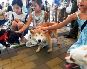 小さな命新たな家族へ　平塚、犬猫譲渡会に64匹