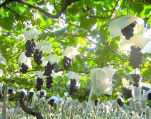 なすもぶどうも高騰…食卓から“秋の味覚”が消える日