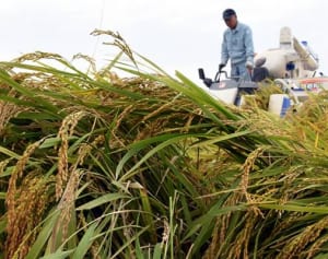最高ランク特A「はるみ」お待たせ　平塚生まれの新米が収穫期