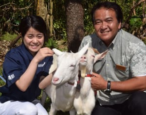 多良間ヤギ　島おこしへ　感染症予防法、確立に前進