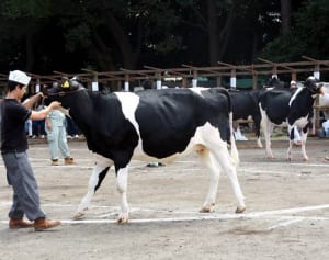 乳牛の質競う　平塚