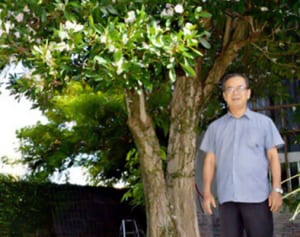 花散る庭“白のじゅうたん”　ムラサキノウゼン満開　南風原、儀保さん宅