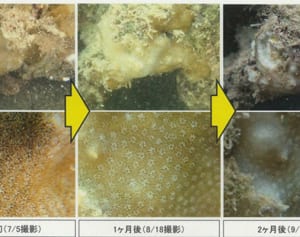 辺野古の希少サンゴ、県と調整開始　絶滅危惧種で沖縄防衛局、申請時期は示さず