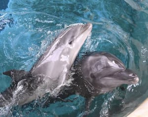 すてきな愛称を　新江ノ島水族館の赤ちゃんイルカ