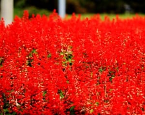 10月は秋の花畑がおすすめ！東京発“1万円以下の絶景旅”