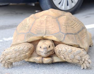 住宅街に大きな〝迷子〟　約７０センチの「ケヅメリクガメ」保護　嘉手納署「早く迎えに来て」
