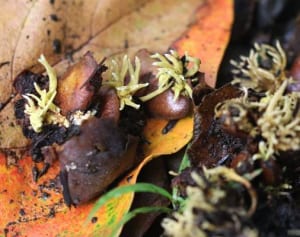 珍しいキノコ「見守って」　学芸員・吉田さんが愛川町で発見