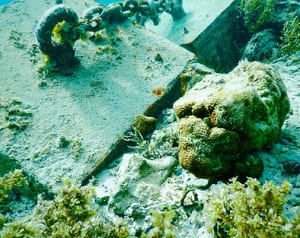 辺野古沖のサンゴが損傷　市民団体「鉄板の重りが傷」