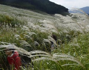 揺れる銀穂、深まる秋　箱根・仙石原でススキ見ごろ