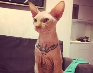 金髪ボディビルダー、飼い猫にタトゥーを入れて炎上中