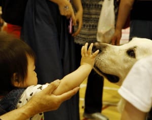 日本ではわずか2頭の活動…“ファシリティドッグ”の必要性