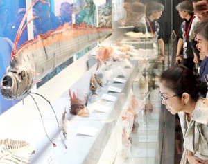 愛称は「おきみゅー」、新マスコットも　沖縄県立博物館・美術館１０周年、海の魅力満載の記念イベント