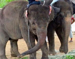 千葉の人気ゾウ、妊活で沖縄こどもの国へ