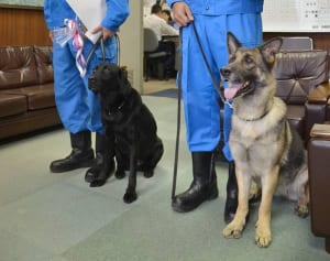 靴のにおいたどり高齢女性発見、警察犬を表彰　多摩署
