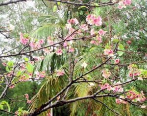カンヒザクラ、１５本が早咲き　那覇、漫湖公園