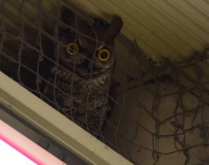 フクロウ本物？　ハトよけ「効果は検証中」海老名