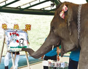 お絵かき上手「ゆめ花」です　沖縄こどもの国　“妊活”ゾウ、歓迎会