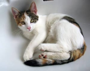 なぜネコはトイレについてくるの？　獣医がネコの心理を解説