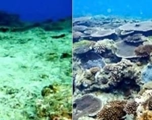 岩盤清掃　サンゴ回復　伊江島海の会　最高賞