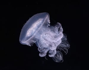 ゆらゆら　南から珍客　新江ノ島水族館に「ミノクラゲ」