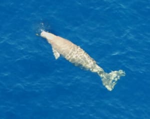 ジュゴン保護「移入で」　生態専門家批判「短絡的」　辺野古・環境監視委員ら提言