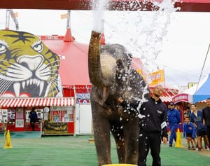 長〜い鼻 消火に一役　木下大サーカスのゾウも防災訓練