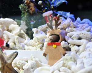 トナカイに“仮装”　新江ノ島水族館