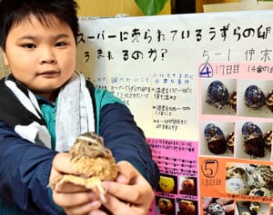 卵も成長もあたたかく　小５・仲宗根君、スーパー販売のウズラふ化成功