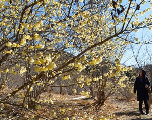 香りも甘く　ロウバイ咲き始め