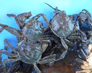 ふるさと納税“豪華返礼品”の狙い目はコレ！7月～12月決定版