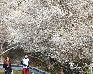 陽気に誘われ『白梅満開』名護市源河