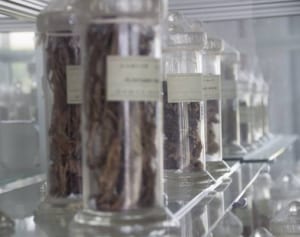 「とりあえず葛根湯」はNG、医師語る「正しい漢方の選び方」