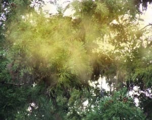 「これを食べれば治る」食べ物はない！意外と知らない花粉症