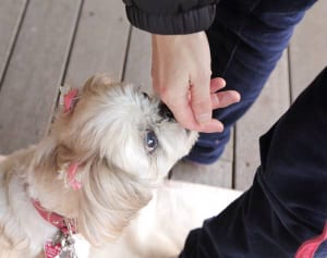 犬がむやみに吠えなくなる!?ペットを癒す「Tタッチ」とは