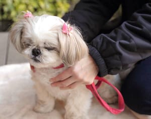 犬、ネコ、ハムスターと仲よくなれる！5つの「Tタッチ」法