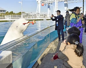 イルカが「福は内」　八景島シーパラダイス