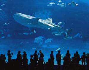 沖縄美ら海水族館を県に移管　首里城と一括運営　18年度中、国と協議