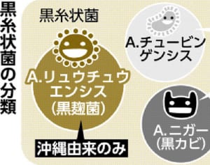 泡盛黒麹菌、沖縄に源流　琉大教授ら解析　世界文化遺産登録へ弾みに